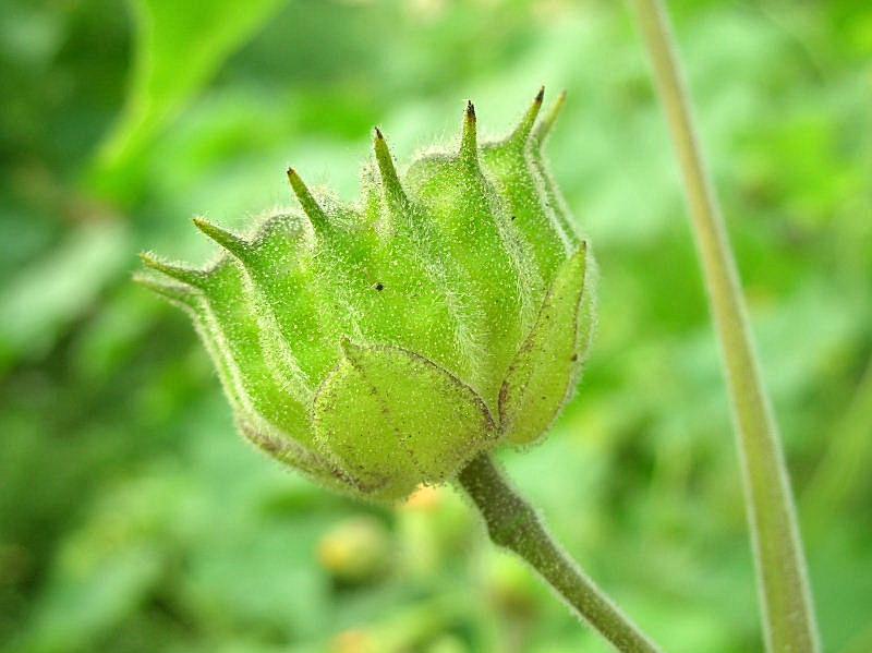 Abutilon theophrasti / Cencio molle